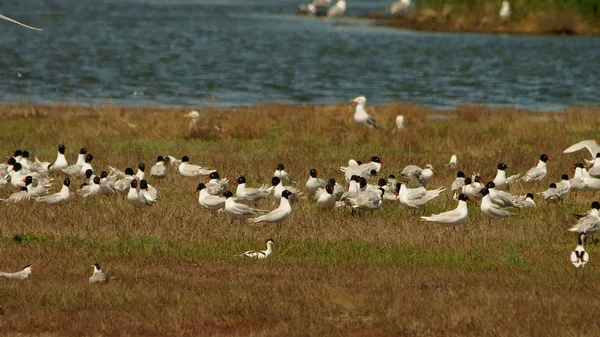 Möwenkolonie Mittelmeermöwe Ichthyaetus Melanocephalus — Stockfoto