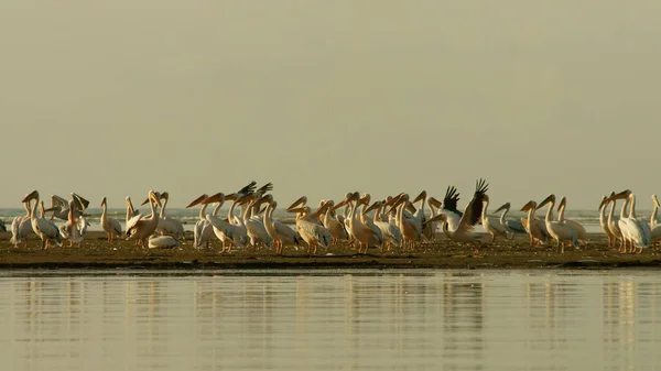 Grand Pélican Blanc Pelecanus Onocrotalus — Photo