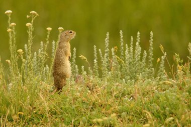 Avrupa zemin sincap / Spermophilus citellus