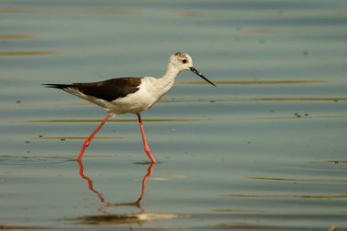 Büyük beyaz pelikan / Pelecanus onocrotalus