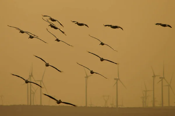 Silhouettes Oiseaux Sur Fond Moulins Vent Grand Pélican Blanc Pelecanus — Photo