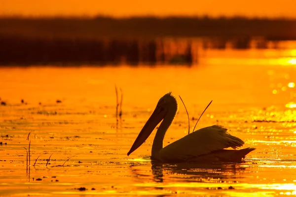 Silhueta Pelicano Nascer Sol Grande Pelicano Branco Pelecanus Onocrotalus — Fotografia de Stock