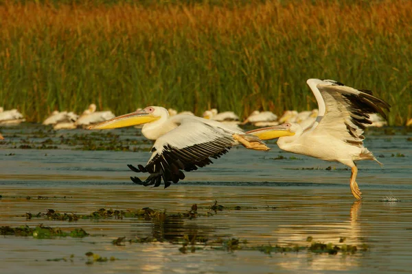 Weißpelikan Pelecanus Onocrotalus — Stockfoto