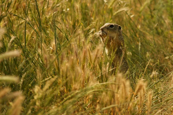 European Ground Squirrel Spermophilus Citellus — Stock Photo, Image