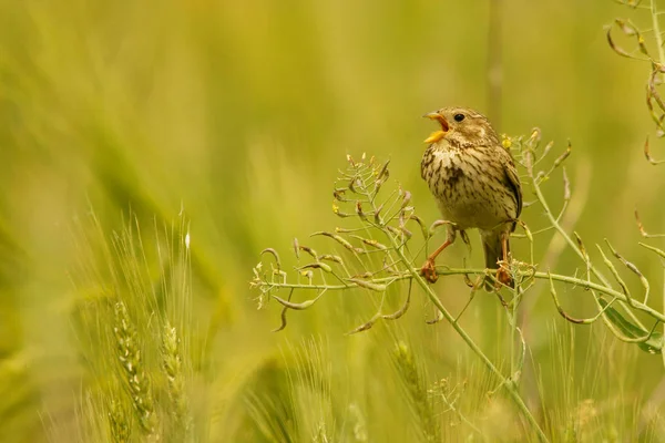 Maïs Bunting Emberiza Calandra — Stockfoto