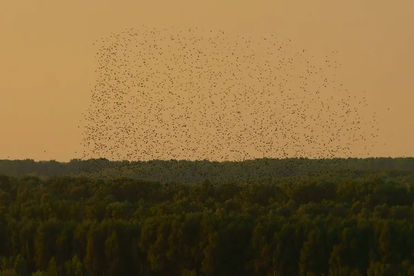 Enorm Flock Fåglar Gemensamma Starling Sturnus Vulgaris — Stockfoto