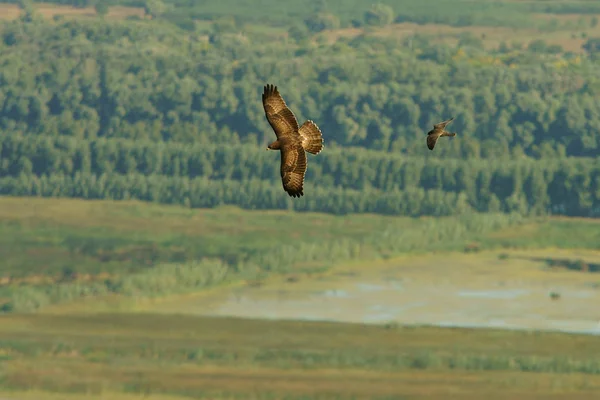 Europese Wespendief Boomvalk Pernis Apivorus Falco Subbuteo — Stockfoto