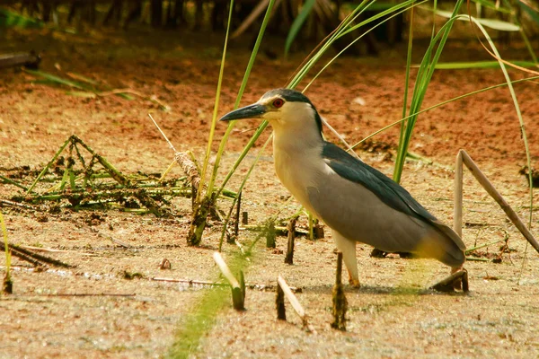 Héron Nuit Nycticorax Nycticorax — Photo