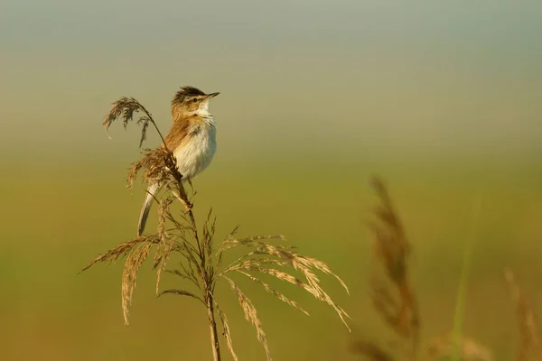 Vogel Zit Een Reed Een Homogene Achtergrond Paddyfield Grasmus Acrocephalus — Stockfoto