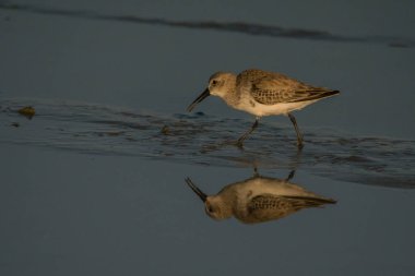 Dunlin / Calidris alpina. İran
