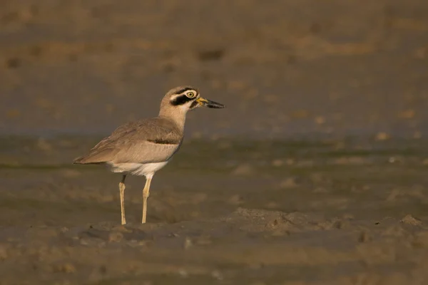 素晴らしいイシチドリ Esacus Recurvirostris — ストック写真