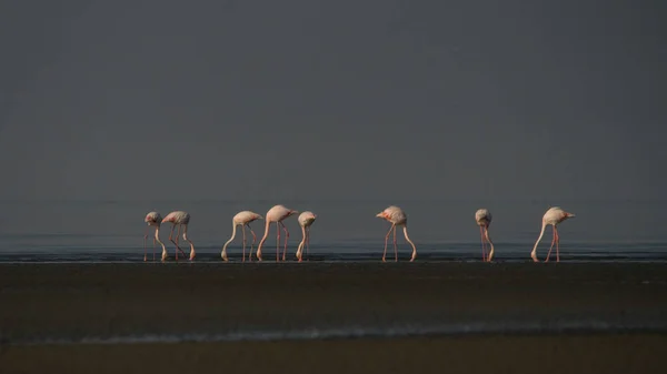 Großer Flamingo Phoenicopterus Roseus — Stockfoto