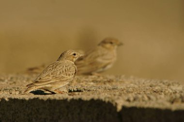 Daha az kısa parmaklı toygarı / Calandrella rufescens