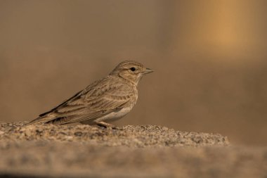 Daha az kısa parmaklı toygarı / Calandrella rufescens