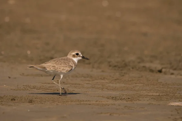 Större Strandpipare Sand Charadrius Leschenaultii — Stockfoto