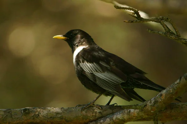 Anel Ouzel Turdus Torquatus — Fotografia de Stock