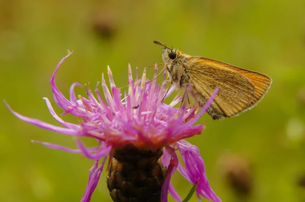 Piękny Motyl Kwiat Zielonym Tle Essex Skipper Thymelicus Lineola — Zdjęcie stockowe