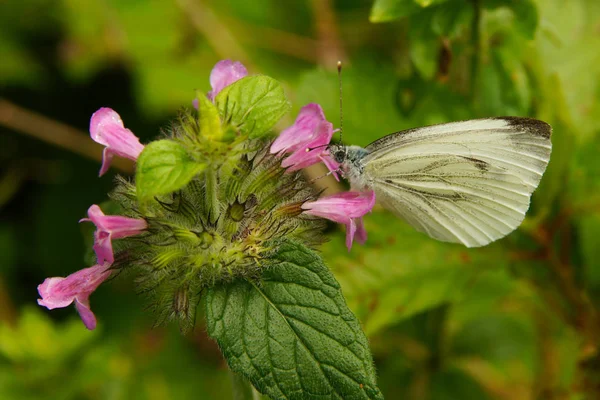 Fantastyczne Motyl Kwiat Bielinek Bytomkowiec Pieris Napi — Zdjęcie stockowe