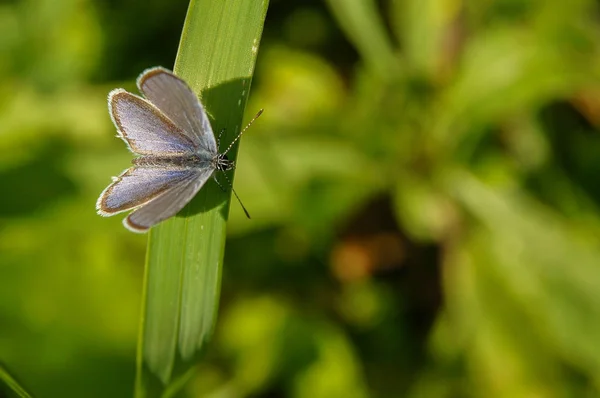 Fantastyczne Motyl Liściu Zielonym Tle Cupido Przebarwione Cupido Decolorata — Zdjęcie stockowe