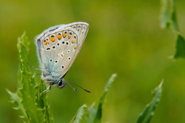 Sony Dsca yeşil bir arka plan üzerinde güzel kelebek. Ortak mavi / Polyommatus icarus