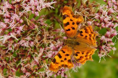 Güzel bir kelebek bir çiçek. Virgül / Polygonia c-albüm