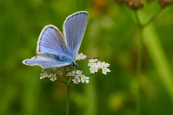 Piękny Motyl Zielonym Tle Modraszek Ikar Bellargus Ikara — Zdjęcie stockowe