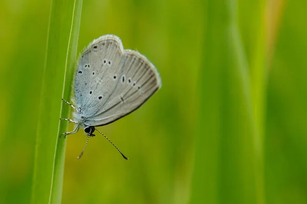 Beautiful Butterfly Green Background Cupido Discolored Cupido Decolorata — Stock Photo, Image