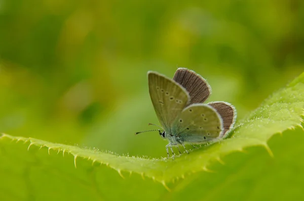Piękny Motyl Zielonym Tle Cupido Przebarwione Cupido Decolorata — Zdjęcie stockowe