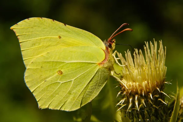 Ładny Motyl Kwiat Wspólne Siarki Gonepteryx Nieważkość — Zdjęcie stockowe