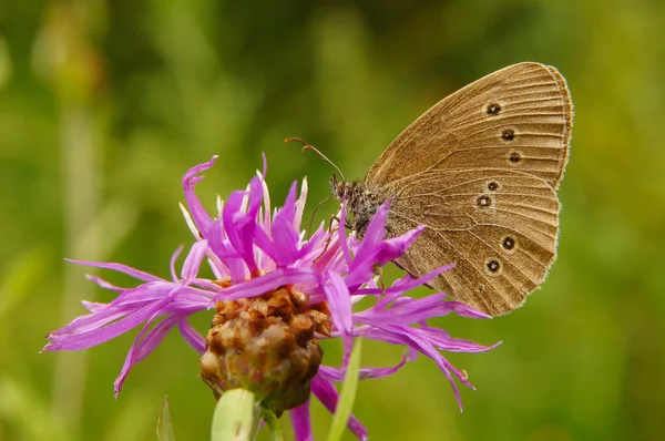 Piękny Motyl Kwiat Przestrojnik Trawnik Aphantopus Hyperantus — Zdjęcie stockowe