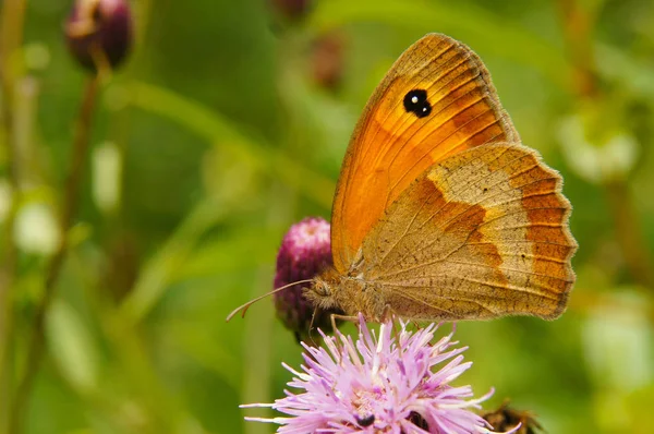 Piękny Motyl Kwiat Łąka Brązowy Maniola Jurtina — Zdjęcie stockowe