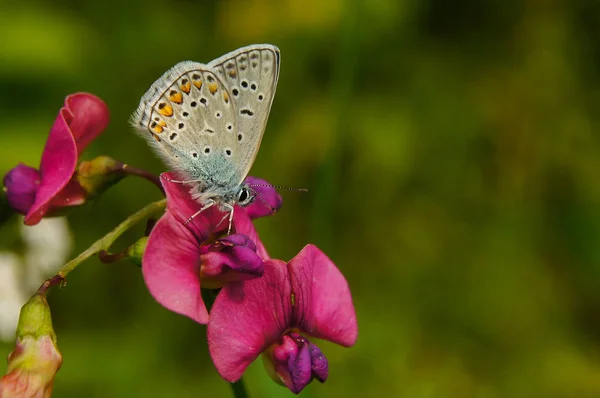 Piękny Motyl Kwiat Zielonym Tle Modraszek Ikar Bellargus Ikara — Zdjęcie stockowe