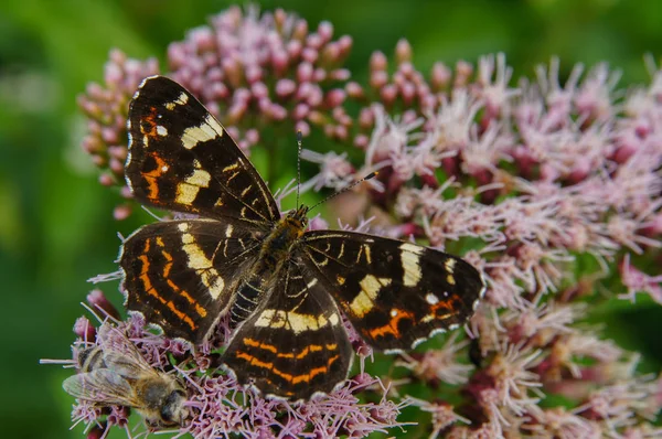 Piękny Motyl Kwiat Mapa Araschnia Levana — Zdjęcie stockowe