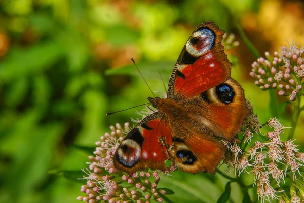 A beautiful red butterfly on a flower. Peacock butterfly / Aglais io