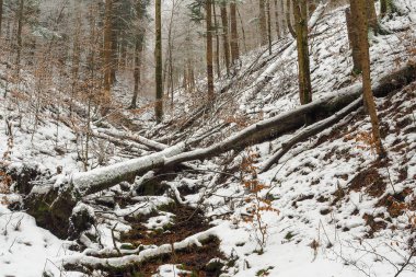 Güzel kış arka plan. Bieszczady Dağlar karlı ormanda. 