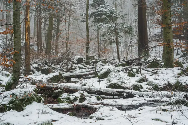 Dead Trees Hulskie Nature Reserve Bieszczady Mountains Poland — Stock Photo, Image