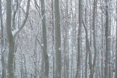 Güzel kayın ormanı Kışın buzlu. Bieszczady Dağlar. Polonya
