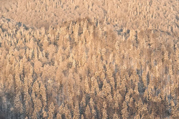 Montagnes Boisées Couvertes Neige Lever Soleil Les Monts Bieszczady Pologne — Photo