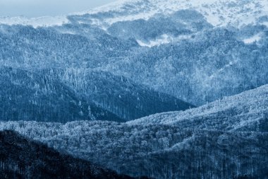 Karpatlar kışın. Karla kaplı dağ orman