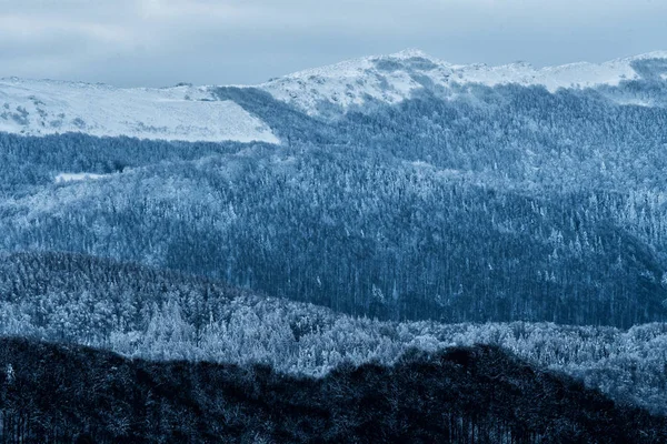 Karpatlar Kışın Karla Kaplı Dağ Orman — Stok fotoğraf