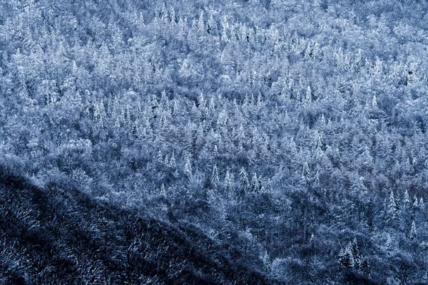 Hiver Dans Les Carpates Une Forêt Montagne Enneigée — Photo