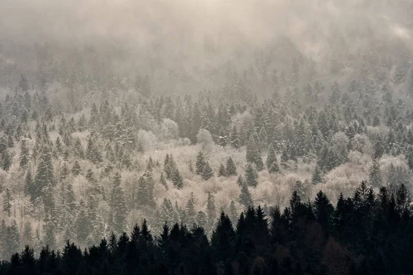 Inverno Nos Cárpatos Uma Floresta Montanhosa Coberta Neve — Fotografia de Stock