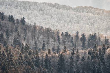 Güzel kış dağ manzarası. Batan güneşin ışınları ormanda. Bieszczady Dağlar. Polonya