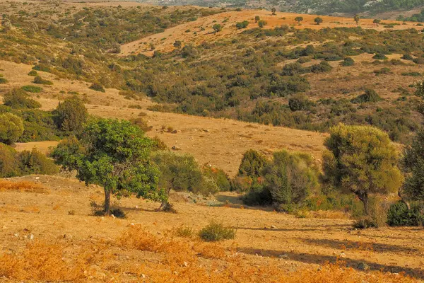 Χερσόνησος Του Ακάμα Κύπρος Τυπικό Τοπίο — Φωτογραφία Αρχείου