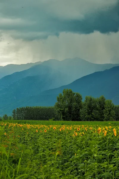 Molnen Över Bergen Och Ett Fält Solrosor Kerkini Berg Grekland — Stockfoto