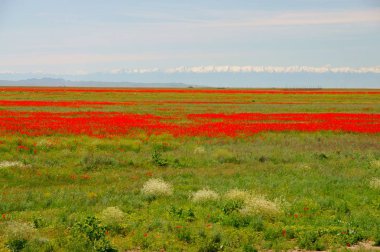Güzel bahar çiçekleri ve dağlar arka plan. Kazakistan'ın bozkır. Haşhaş ve Tien Shan dağlar