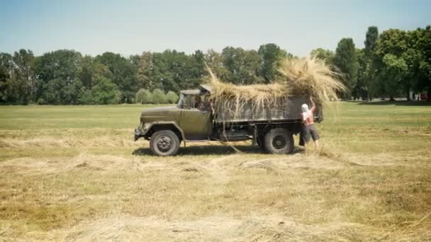 Two men collecting hay on truck, working on straw field, countryside — Stock Video