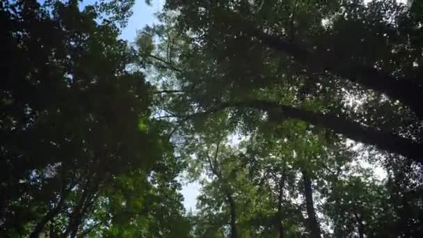 Images animées de belle forêt aux arbres verts, angle bas, ciel bleu au-dessus, bois aux rayons du soleil d'été scintillant 