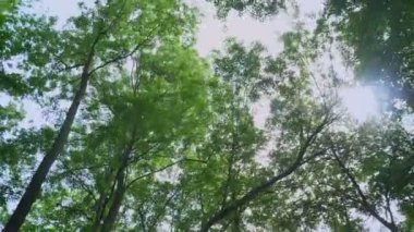 Yüksek woods ile yeşil orman görüntüleri hareketli kaynaklanıyor, uzun açı, pırıl pırıl güneşli yaz aylarında güneş ışınları ve doğa