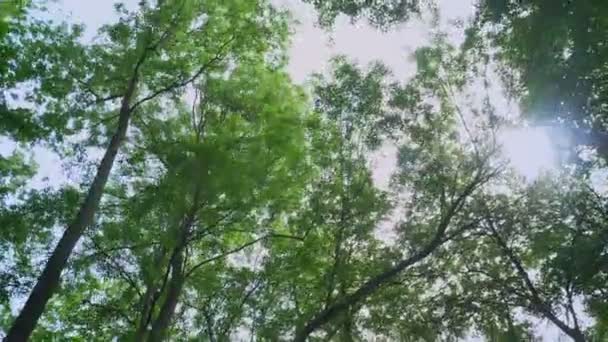 Filmagem em movimento da floresta verde com hastes altas da floresta, ângulo longo, raios de sol brilhantes e natureza durante o verão ensolarado — Vídeo de Stock